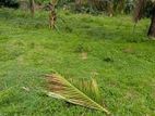 Land for Sale in Ambagaspitiya, Yakkala - Gampaha District