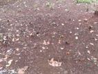 Land for Sale in Ambalangoda
