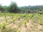 Land for sale in Anguruwathota
