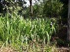 Land for Sale in Aniwaththa, Kandy