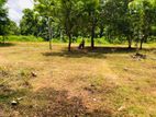 Land for Sale in Anuradapura