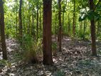 Land for Sale in Anuradhapura (SSPL-113)