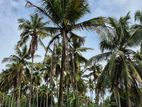 Land for Sale in Attanagalla
