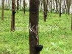 Land for Sale in Avissawella
