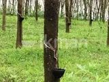 Land for Sale in Avissawella