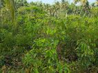 Land For Sale in Baddegama(SSPL-441)