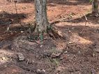 Land for Sale in Balummahara Gampaha