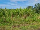 Land for Sale in Bandaragama Bolgoda