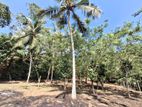 Land for Sale in Bandaragama
