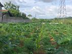 Land For Sale In Bandaragama Near Bolgoda Lake