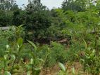 Land for Sale in Bandarawela