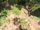 LAND FOR SALE IN BATTARAMULLA
