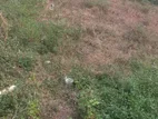 Land for Sale in Boralesgamuwa Devalamulla