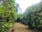 Land For Sale In Boralesgamuwa