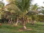 Land for Sale in Chilaw