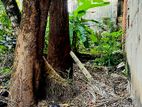 Land for Sale in Colombo 09