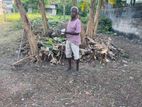 Land For Sale In Colombo 5 - CL826