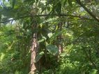 Land for sale in Colombo
