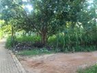 Land for Sale in Dabulla