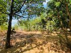 Land for sale in Dambulla 40 Perch