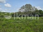 Land for Sale in Dambulla - අක්කර 4.5 ක අනර්ඝ වගා ඉඩමක් විකිණීමට!