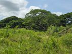Land for Sale in Dambulla - අක්කර 4.5 ක අනර්ඝ වගා ඉඩමක් විකිණීමට!