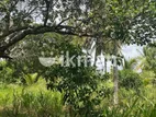 Land For Sale in Dambulla - දඹුල්ල නගරයෙන් ඉඩමක් විකිණීමට