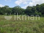 Land for sale in Dambulla - දඹුල්ලේන් අක්කර 7 ක අනර්ඝ ඉඩමක් විකිණීමට