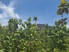 Land for sale in Dambulla - දඹුල්ලේන් අනර්ග ඉඩමක් විකිණීමට