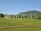 Land For Sale in Dambulla - දඹුල්ලෙන් අක්කර 10 ක අනර්ඝ ඉඩමක් විකිණීමට