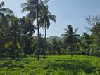 Land For Sale in Dambulla - දඹුල්ලෙන් අක්කර 10 ක අනර්ඝ ඉඩමක් විකිණීමට