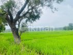 Land For Sale in Dambulla - දඹුල්ලෙන් ඉඩමක් විකිණීමට