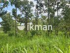 Land For Sale in Dambulla - දඹුල්ලෙන් ඉඩමක් විකිණීමට