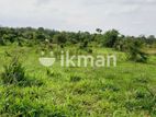 Land For Sale in Dambulla - දඹුල්ලෙන් ඉඩමක් විකිණීමට