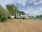 Land For Sale in Dambulla - දඹුල්ලෙන් ඉඩමක් විකිණීමට