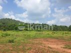 Land For Sale in Dambulla - දඹුල්ලෙන් ඉඩමක් විකිණීමට