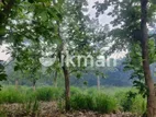 Land For Sale in Dambulla - දඹුල්ලෙන් ඉඩමක් විකිණීමට
