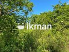 Land For Sale in Dambulla - දඹුල්ලෙන් ඉඩමක් විකිණීමට