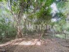 Land For Sale in Dambulla - දඹුල්ලෙන් ඉඩමක් විකිණීමට