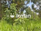 Land For Sale in Dambulla - දඹුල්ලෙන් ඉඩමක් විකිණීමට