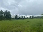 Land For Sale in Dambulla - දඹුල්ලෙන් ඉඩමක් විකිණීමට
