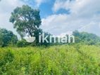 Land For Sale in Dambulla - දඹුල්ලෙන් ඉඩමක් විකිණීමට