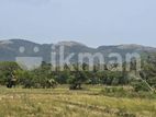 Land for Sale in Dambulla - දඹුල්ලෙන් ඉඩමක් විකිණීමට