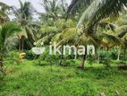 Land for Sale in Dambulla - දඹුල්ලෙන් ඉඩමක් විකිණීමට