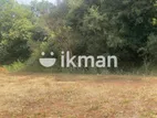 Land For Sale in Dambulla - දඹුල්ලෙන් ඉඩමක් විකිණීමට