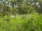 Land For Sale in Dambulla - දඹුල්ලෙන් ඉඩමක් විකිණීමට