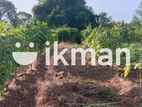 Land For Sale in Dambulla - දඹුල්ලෙන් ඉඩමක් විකිණීමට