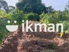 Land For Sale in Dambulla - දඹුල්ලෙන් ඉඩමක් විකිණීමට