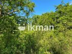 Land For Sale in Dambulla - දඹුල්ලෙන් ඉඩමක් විකිණීමට