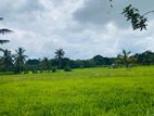 Land For Sale in Dambulla - දඹුල්ලෙන් ඉඩමක් විකිණීමට